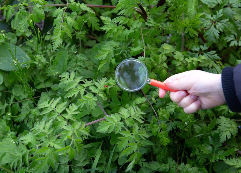 Atelier découverte des insectes 3-6 ans au Jardin naturel à Pornic (44)