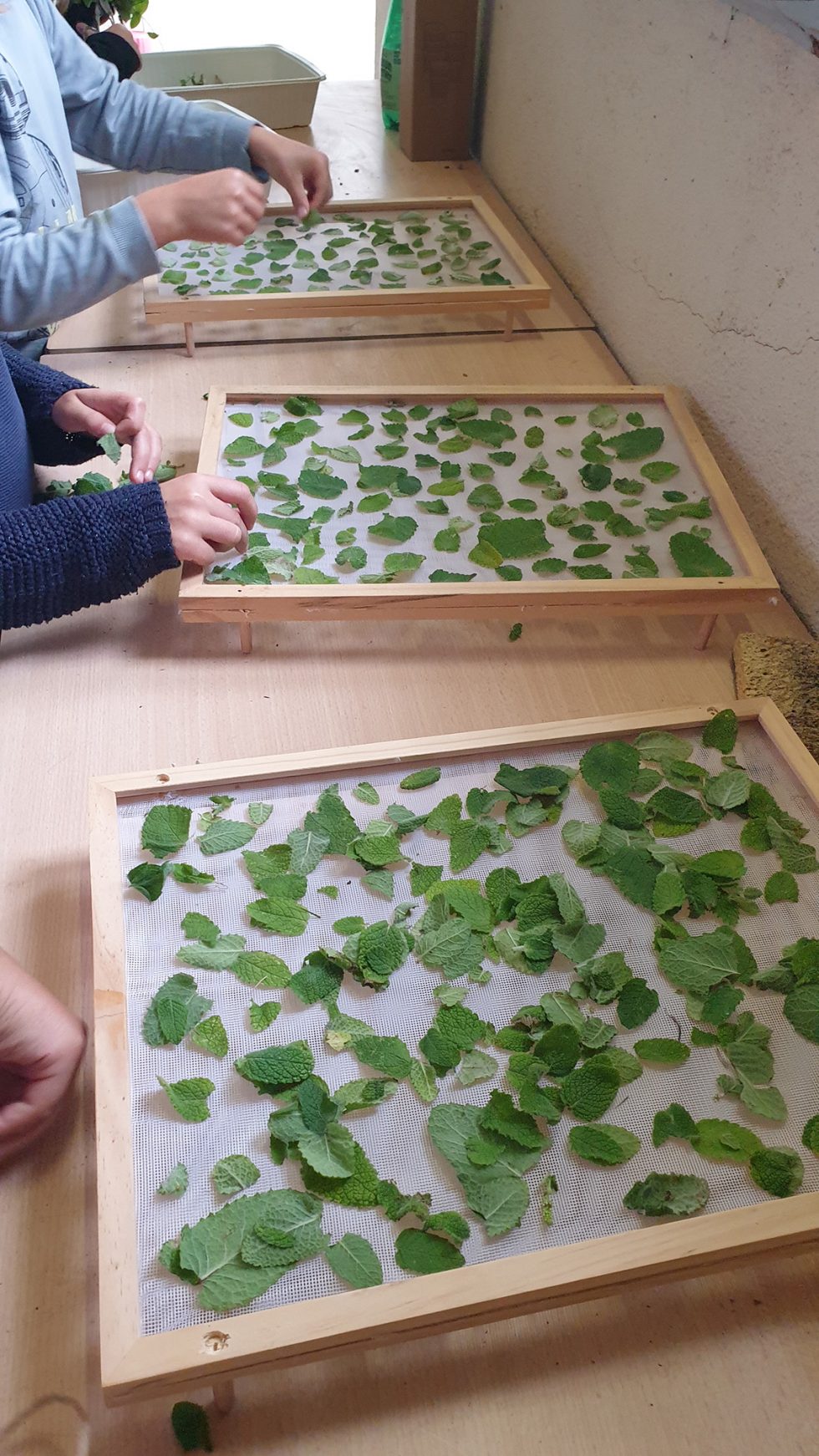 S'initier à l'herboristerie