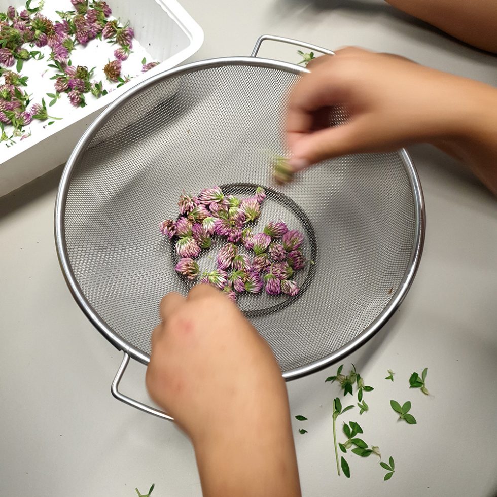 Faire infuser le trèfle