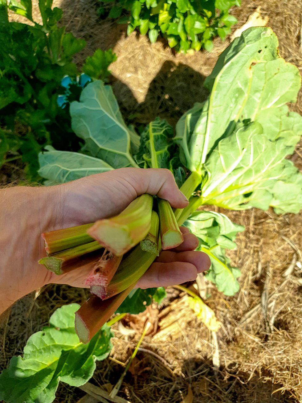 Récolte de rhubarbe
