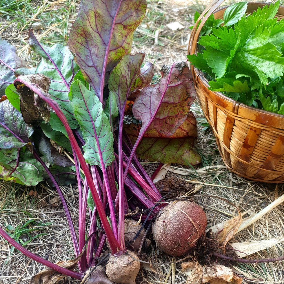 Récolte de betterave et de céleri